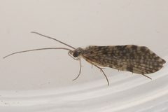 Dolophilodes dorca 01 by Libby Avis, Centre for Biodiversity Genomics. Used under a CC0 license.