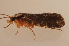Polycentropus denningi 01 by Libby Avis, Centre for Biodiversity Genomics. Used under a CC0 license.