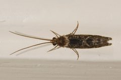 Polycentropus variegatus 01 by Libby Avis, Centre for Biodiversity Genomics. Used under a CC0 license.