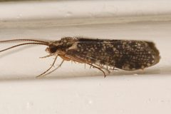 Polycentropus variegatus 02 by Libby Avis, Centre for Biodiversity Genomics. Used under a CC0 license.