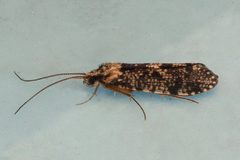 Polycentropus variegatus 03 by Libby Avis, Centre for Biodiversity Genomics. Used under a CC0 license.