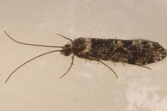 Polycentropus variegatus 04 by Libby Avis, Centre for Biodiversity Genomics. Used under a CC0 license.