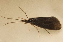 Heteroplectron californicum 01 by Libby Avis, Centre for Biodiversity Genomics. Used under a CC0 license.