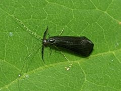 Mystacides sepulchralis by Steve DeGrace. Used under a CC BY 4.0 license.
