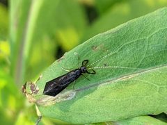 Mystacides sepulchralis 139132735 by Steve DeGrace. Used under a CC BY 4.0 license.