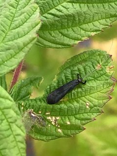 Mystacides sepulchralis 147803962 by Elliot Greiner. Used under a CC BY 4.0 license.