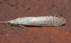 Nectopsyche candida - inat 212499491 by {{{name}}}. Used under a CC BY-SA 4.0 license.