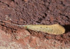 Nectopsyche pavida - inat 146098923 by {{{name}}}. Used under a CC BY-SA 4.0 license.