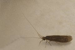 Oecetis inconspicua 01 by Libby Avis, Centre for Biodiversity Genomics. Used under a CC0 license.