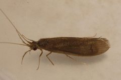 Oecetis inconspicua 02 by Libby Avis, Centre for Biodiversity Genomics. Used under a CC0 license.