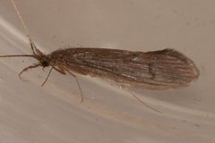 Oecetis inconspicua 03 by Libby Avis, Centre for Biodiversity Genomics. Used under a CC0 license.