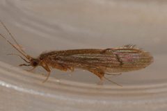 Oecetis inconspicua 04 by Libby Avis, Centre for Biodiversity Genomics. Used under a CC0 license.