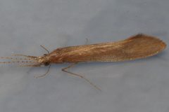 Triaenodes baris 01 by Libby Avis, Centre for Biodiversity Genomics. Used under a CC0 license.