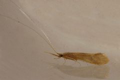 Triaenodes baris 02 by Libby Avis, Centre for Biodiversity Genomics. Used under a CC0 license.