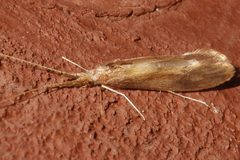 Triaenodes tardus 01 by Libby Avis, Centre for Biodiversity Genomics. Used under a CC0 license.