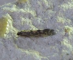 Agraylea multipunctata by
This image is created by user Sander Terlouw at Waarneming.nl, a source of nature observations in the Netherlands.
. Used under a CC BY-SA 3.0 license.