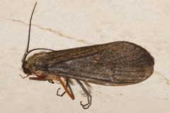 Dicosmoecus atripes 01 by Libby Avis, Centre for Biodiversity Genomics. Used under a CC0 license.