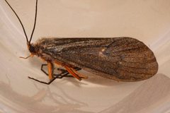 Dicosmoecus atripes 02 by Libby Avis, Centre for Biodiversity Genomics. Used under a CC0 license.