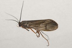 Dicosmoecus gilvipes 01 by Libby Avis, Centre for Biodiversity Genomics. Used under a CC0 license.