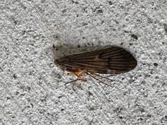Dicosmoecus gilvipes 164831753 by Gabrielle Casciato. Used under a CC0 license.