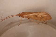 Onocosmoecus unicolor 01 by Libby Avis, Centre for Biodiversity Genomics. Used under a CC0 license.