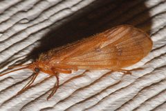 Onocosmoecus unicolor 02 by Libby Avis, Centre for Biodiversity Genomics. Used under a CC0 license.