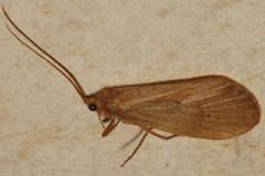 Onocosmoecus unicolor 03 by Libby Avis, Centre for Biodiversity Genomics. Used under a CC0 license.