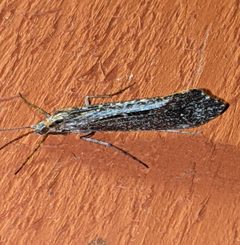 Glyphopsyche irrorata 104572936 by Ben Keen. Used under a CC BY 4.0 license.