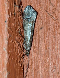 Glyphopsyche irrorata 114040271 by Ben Keen. Used under a CC BY 4.0 license.