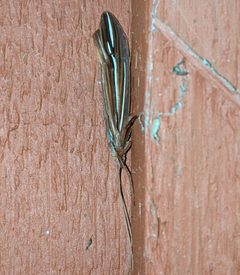 Psychoglypha bella 111965999 by Ben Keen. Used under a CC BY 4.0 license.