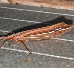 Psychoglypha bella 113013284 by Ben Keen. Used under a CC BY 4.0 license.