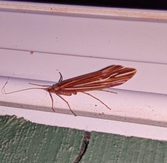 Psychoglypha bella 115158052 by Ben Keen. Used under a CC BY 4.0 license.