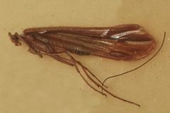 Psychoglypha subborealis by Libby Avis, Centre for Biodiversity Genomics. Used under a CC0 license.