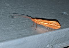 Psychoglypha subborealis 110200503 by alicia penney. Used under a CC BY 4.0 license.