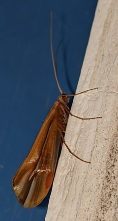 Psychoglypha subborealis 70065588 by alicia penney. Used under a CC BY 4.0 license.