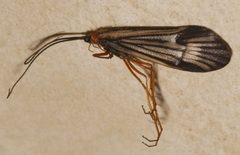 Halesochila taylori 01 by Libby Avis, Centre for Biodiversity Genomics. Used under a CC0 license.