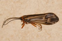 Halesochila taylori 02 by Libby Avis, Centre for Biodiversity Genomics. Used under a CC0 license.