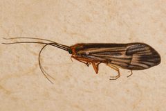 Halesochila taylori 03 by Libby Avis, Centre for Biodiversity Genomics. Used under a CC0 license.
