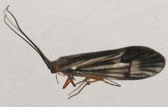 Halesochila taylori 04 by Libby Avis, Centre for Biodiversity Genomics. Used under a CC0 license.