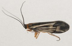 Halesochila taylori 05 by Libby Avis, Centre for Biodiversity Genomics. Used under a CC0 license.