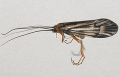Halesochila taylori 06 by Libby Avis, Centre for Biodiversity Genomics. Used under a CC0 license.