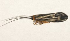 Halesochila taylori 07 by Libby Avis, Centre for Biodiversity Genomics. Used under a CC0 license.