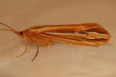 Hesperophylax designatus 01 by Libby Avis, Centre for Biodiversity Genomics. Used under a CC0 license.