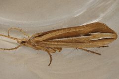 Hesperophylax designatus 02 by Libby Avis, Centre for Biodiversity Genomics. Used under a CC0 license.