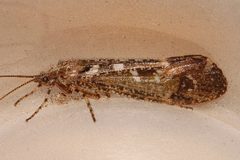 Lenarchus rho 02 by Libby Avis, Centre for Biodiversity Genomics. Used under a CC0 license.