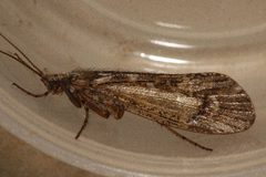 Lenarchus vastus 02 by Libby Avis, Centre for Biodiversity Genomics. Used under a CC0 license.