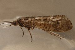 Lenarchus vastus 04 by Libby Avis, Centre for Biodiversity Genomics. Used under a CC0 license.