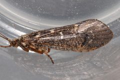 Lenarchus vastus 05 by Libby Avis, Centre for Biodiversity Genomics. Used under a CC0 license.