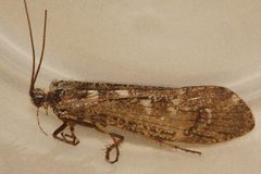 Lenarchus vastus 06 by Libby Avis, Centre for Biodiversity Genomics. Used under a CC0 license.