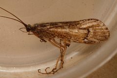 Lenarchus vastus 07 by Libby Avis, Centre for Biodiversity Genomics. Used under a CC0 license.